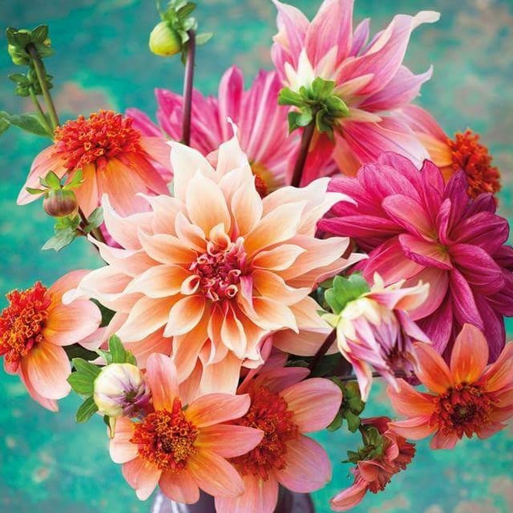 Meet your Posher, Gerile